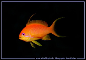 Damsel Fish... :O)... by Michel Lonfat 